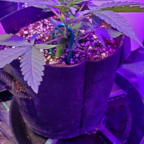 Ayesha growlog timeline photo