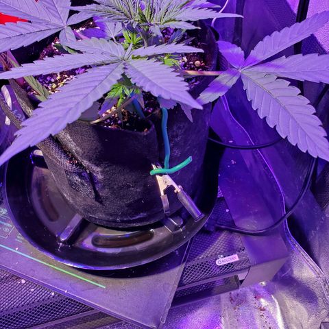 Ayesha growlog timeline photo