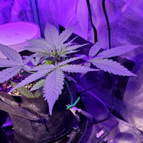 Ayesha growlog timeline photo
