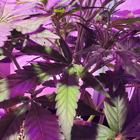 Ayesha growlog timeline photo