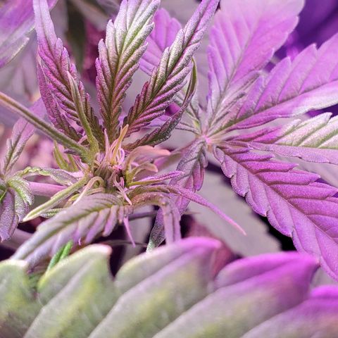 Ayesha growlog timeline photo