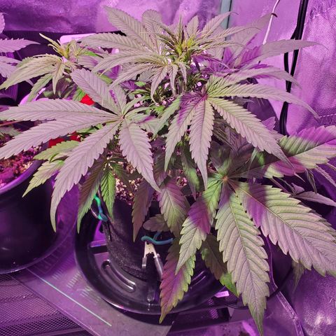 Ayesha growlog timeline photo