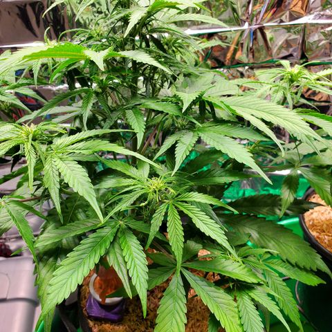 Ayesha growlog timeline photo