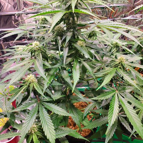 Ayesha growlog timeline photo