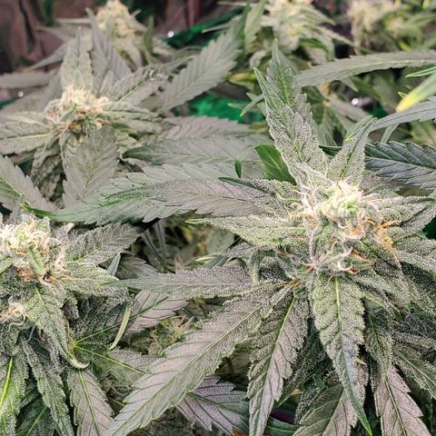 Ayesha growlog timeline photo