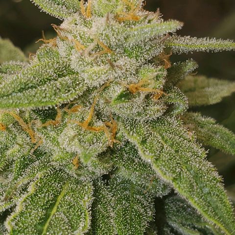 Ayesha growlog timeline photo