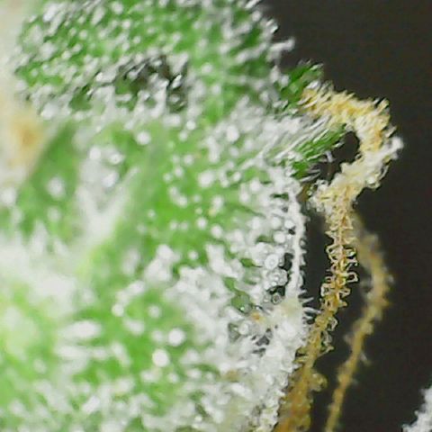 Ayesha growlog timeline photo