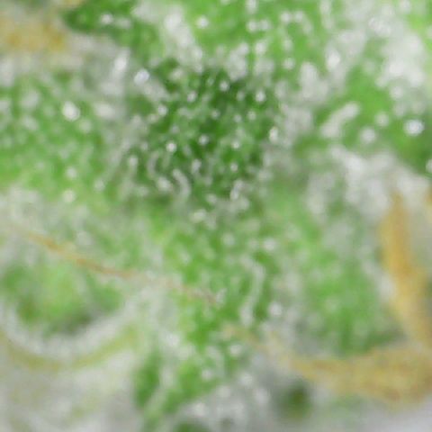 Ayesha growlog timeline photo