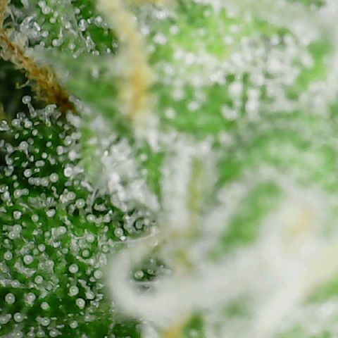 Ayesha growlog timeline photo