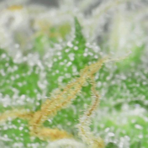 Ayesha growlog timeline photo
