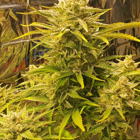 Ayesha growlog timeline photo