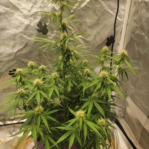 Blueberry Auto growlog timeline photo
