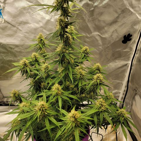 Blueberry Auto growlog timeline photo