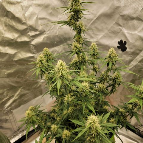 White Widow Auto growlog timeline photo