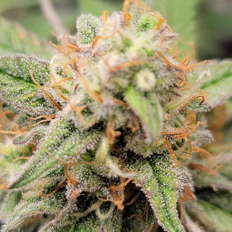 Blueberry Auto growlog timeline photo