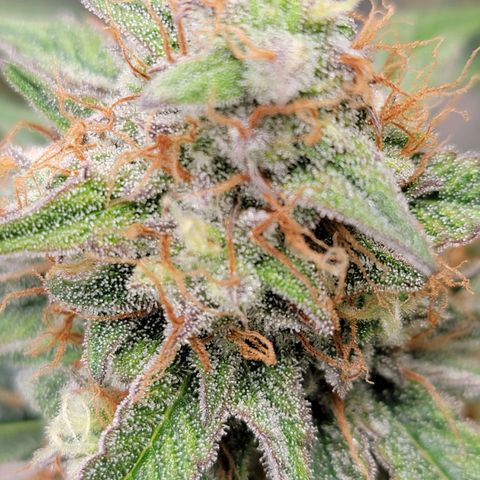 Blueberry Auto growlog timeline photo