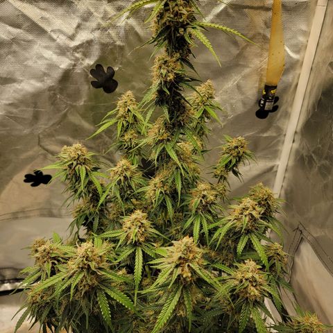 Blueberry Auto growlog timeline photo