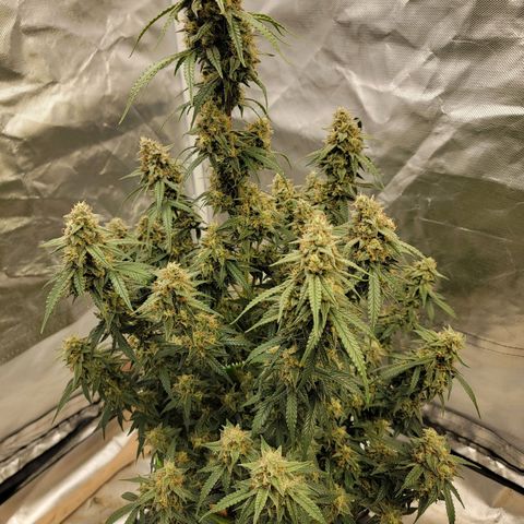 White Widow Auto growlog timeline photo