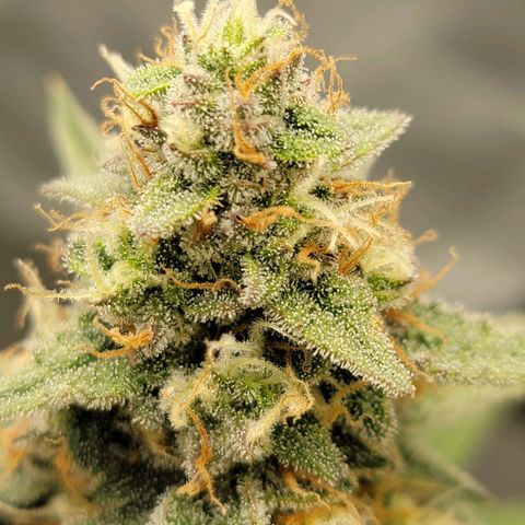 White Widow Auto growlog timeline photo