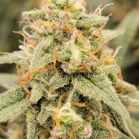 White Widow Auto growlog timeline photo