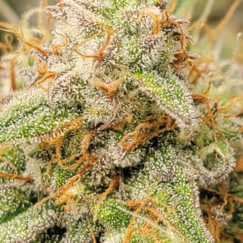 Blueberry Auto growlog timeline photo
