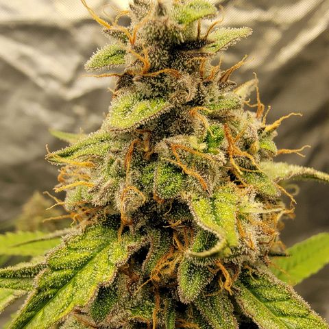 Blueberry Auto growlog timeline photo