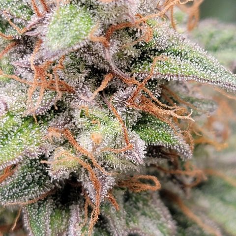 Blueberry Auto growlog timeline photo