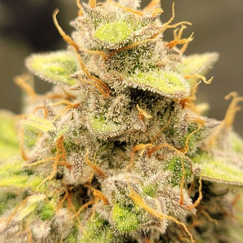Blueberry Auto growlog timeline photo