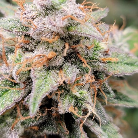 Blueberry Auto growlog timeline photo