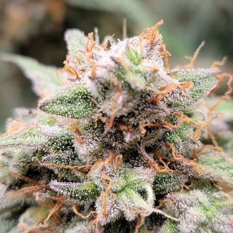 Blueberry Auto growlog timeline photo