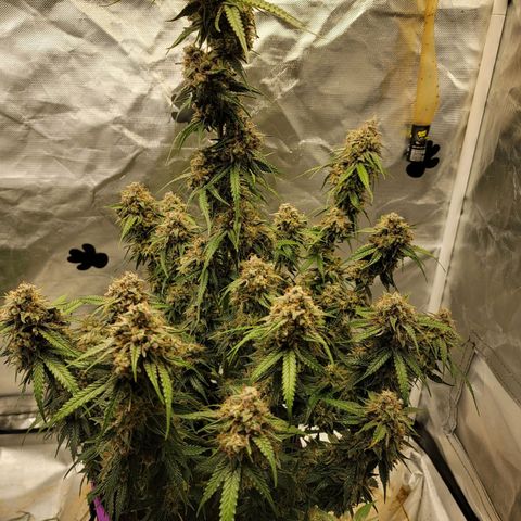 Blueberry Auto growlog timeline photo