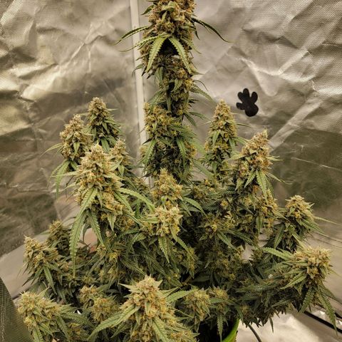 White Widow Auto growlog timeline photo