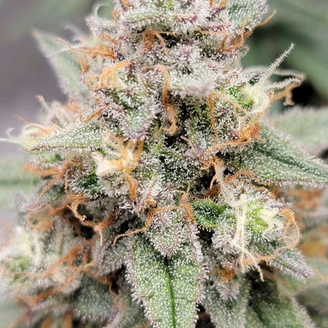 White Widow Auto growlog timeline photo