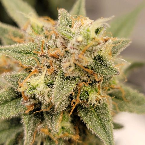 White Widow Auto growlog timeline photo