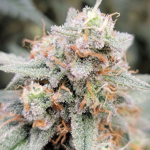 White Widow Auto growlog timeline photo