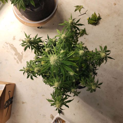 Mango Smile growlog timeline photo