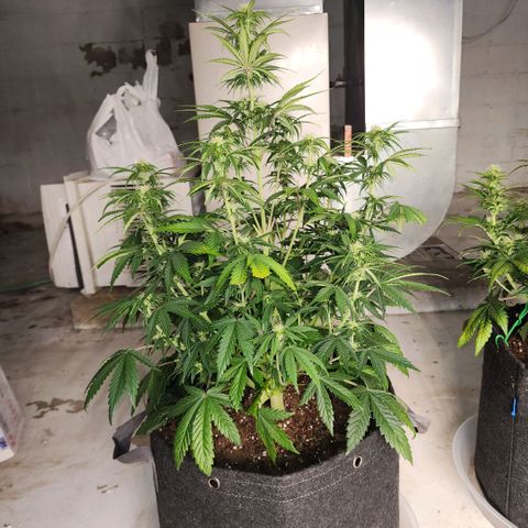 Strawberry Banana Auto growlog timeline photo