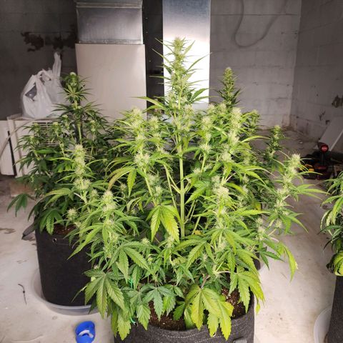 42 Rando growlog timeline photo
