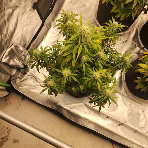 Mango Smile growlog timeline photo