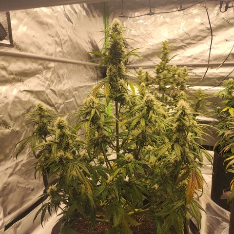 Mango Smile growlog timeline photo