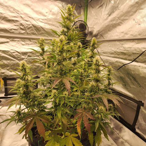 42 Rando growlog timeline photo