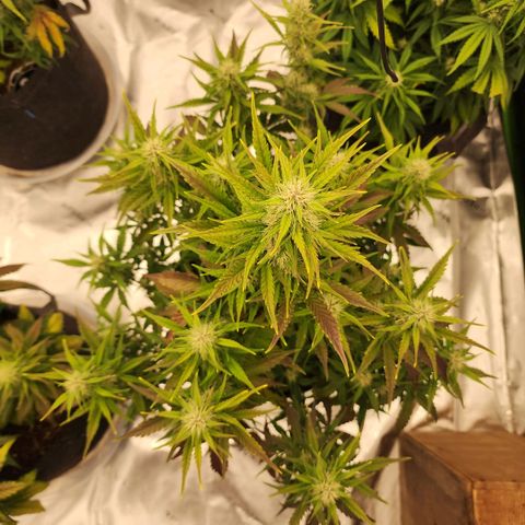 42 Rando growlog timeline photo