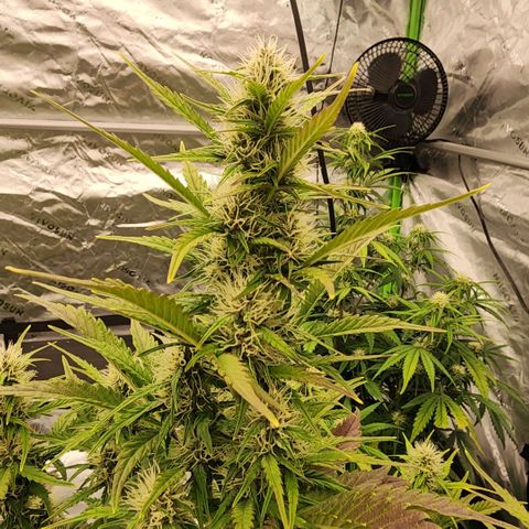42 Rando growlog timeline photo