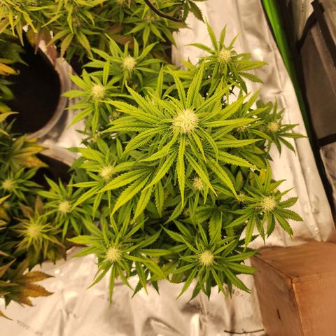 Strawberry Banana Auto growlog timeline photo