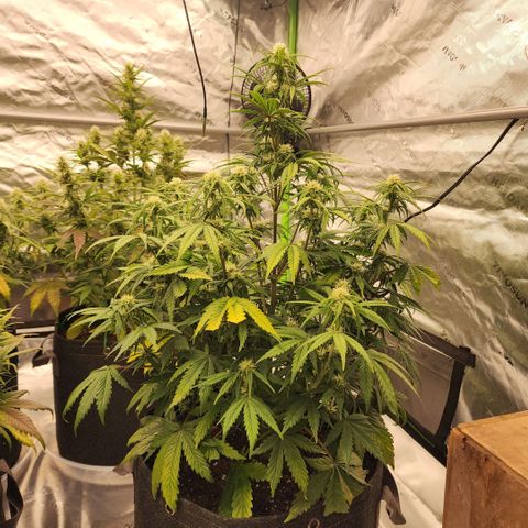 Strawberry Banana Auto growlog timeline photo