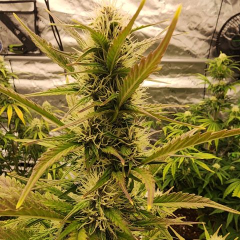 42 Rando growlog timeline photo