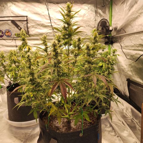 42 Rando growlog timeline photo
