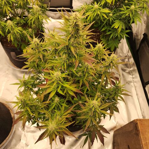 42 Rando growlog timeline photo