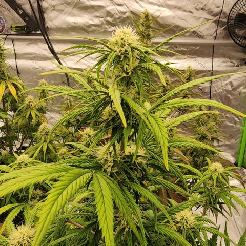 Strawberry Banana Auto growlog timeline photo