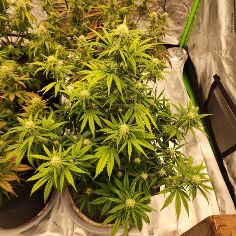 Strawberry Banana Auto growlog timeline photo
